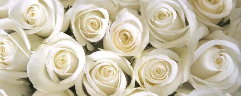 白玫瑰的花语，寓意高贵神秘、纯洁浪漫、尊重等