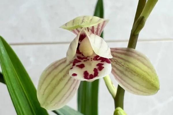 金丝马尾兰花香不香，不是淡香而是幽香