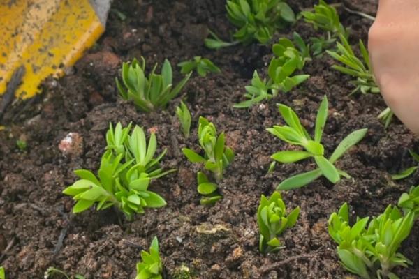 垂盆草的扦插方法，适合扦插在疏松的沙壤土中