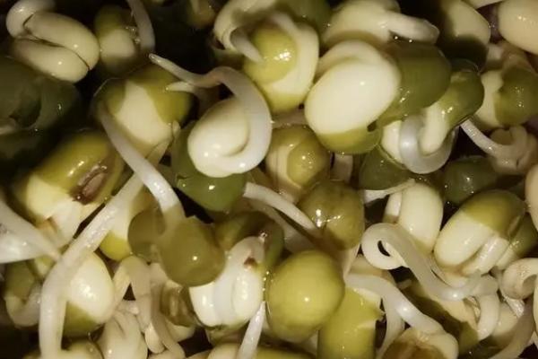 晚绿豆的播种时间及方法，在每年的七月份进行