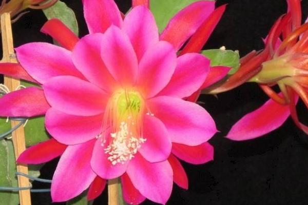 令箭荷花的扦插方法，一定要用偏酸性的土壤