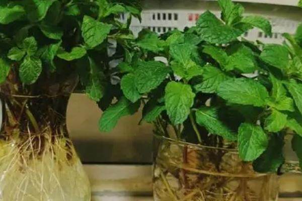 水培薄荷冬天会冻死吗，养护管理工作不到位是不会冻死的
