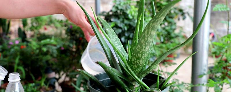 芦荟的种植方法，选择松软且排水性良好的砂质土为佳