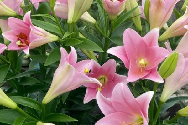 粉色百合的花语，寓意甜蜜初恋、温暖梦幻等