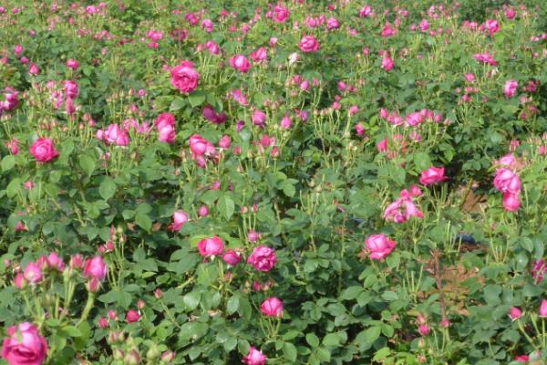 玫瑰花叶片枯萎如何解决，可采取遮阴、喷水、追肥等措施