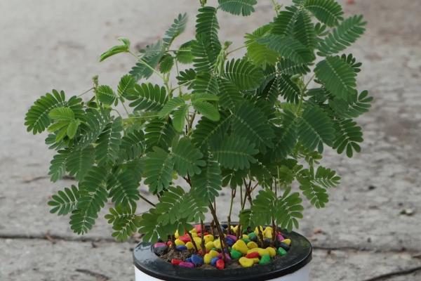 盆栽含羞草的养殖方法，要为其提供均衡的氮磷钾混合肥