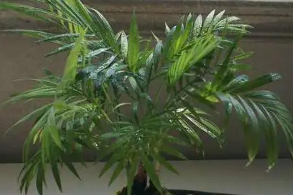 凤尾竹长什么样，株高可达三到六米