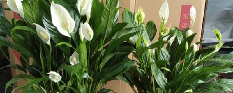 一帆风顺花有哪些花语，事业有成、庄严圣洁、万事亨通均是它的花语