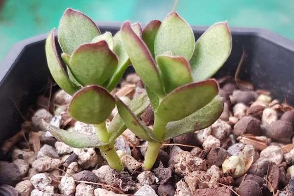 天狗之舞怎么扦插，6月或9月进行扦插为佳