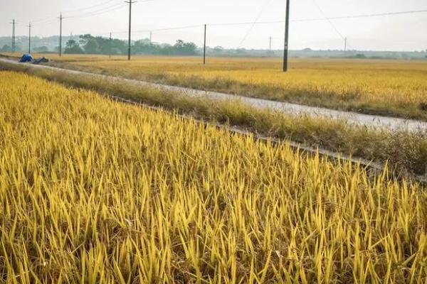 晚稻什么时候播种，可以在每年的6月份进行播种