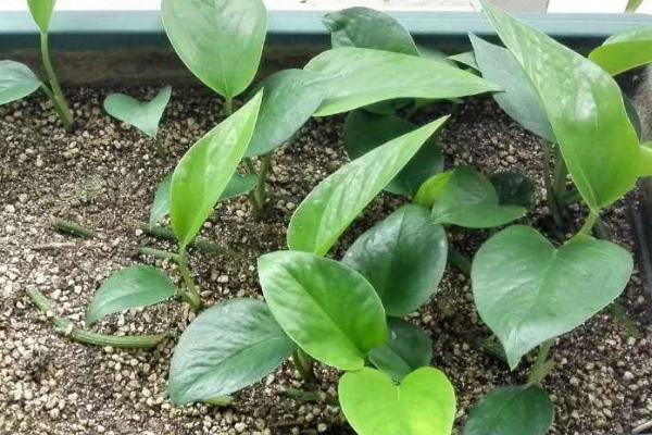 绿萝秋天可以扦插吗，可以但需要选择生长健康、长势良好的枝蔓