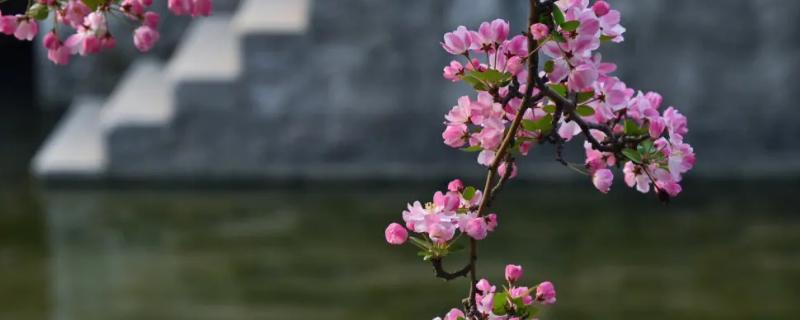 海棠花的寓意，寓意苦恋的人、异乡的游子等