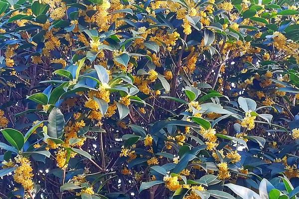 桂花树的形态特征，株高为3-4米