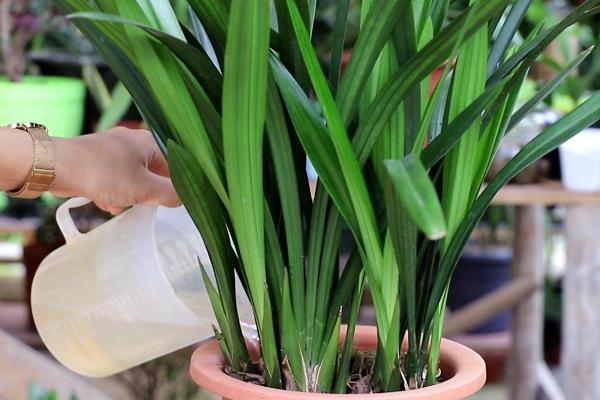 墨兰的养殖方法，喜欢生长在半阴环境中