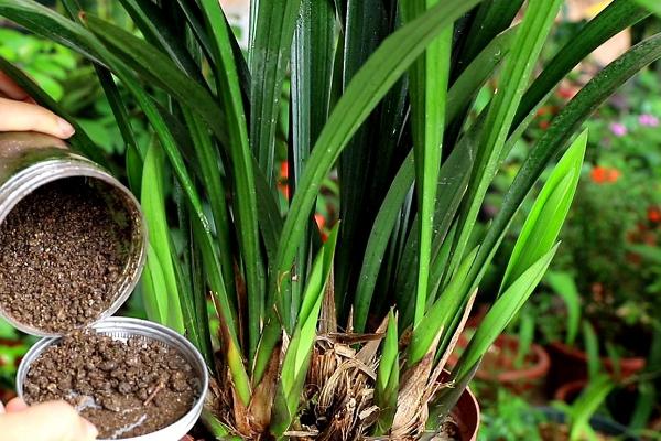 墨兰的养殖方法，喜欢生长在半阴环境中