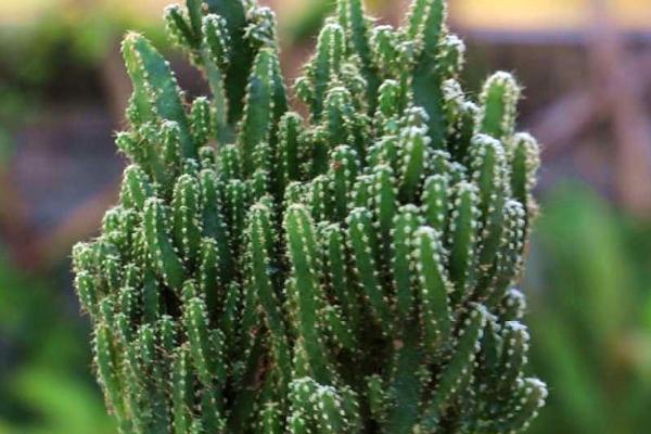 万重山变软怎么办，可增加光照或严格控水等