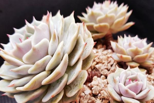 露娜莲多肉怎么繁殖，可扦插或分株繁殖