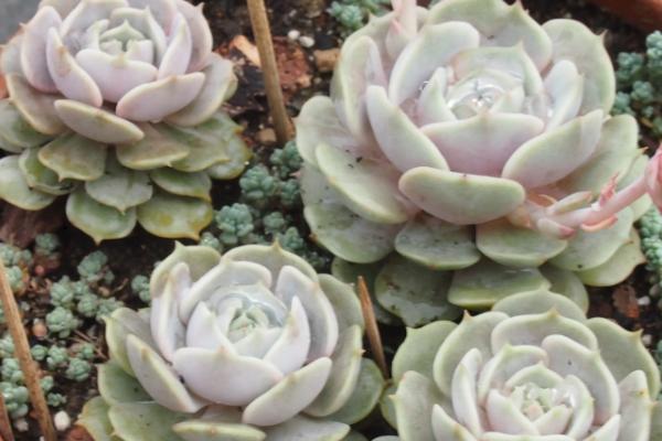 露娜莲多肉怎么繁殖，可扦插或分株繁殖