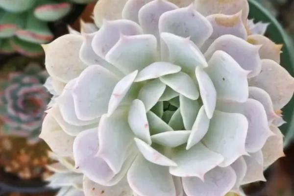 露娜莲多肉怎么繁殖，可扦插或分株繁殖