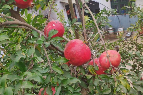 蒙阳红石榴的特点，果实较大且鲜嫩多汁