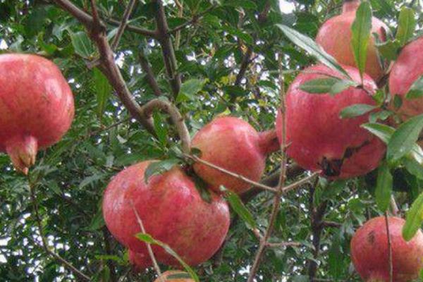 蒙阳红石榴的特点，果实较大且鲜嫩多汁