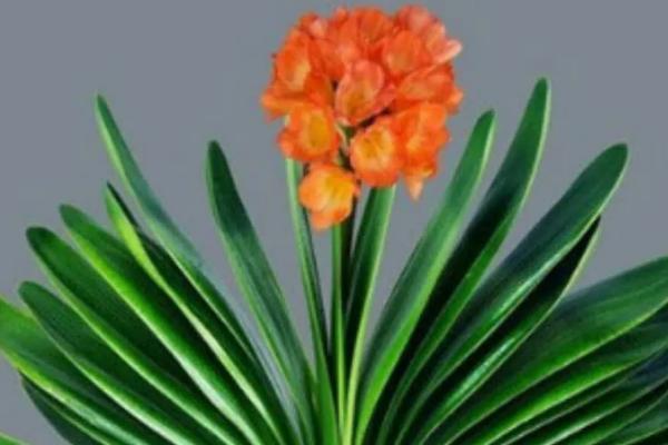 君子兰叶子焉了怎么办，先找准原因再治理