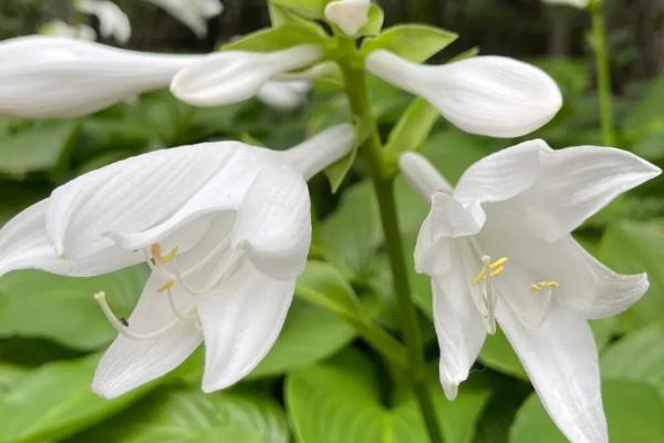 玉簪花有毒吗，整株植物都是有毒的