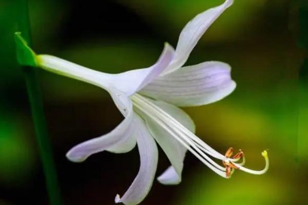 玉簪花有毒吗，整株植物都是有毒的