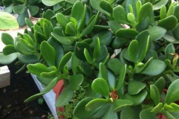 玉树掉叶子的原因及处理方法，盆土有问题或浇水量不对均会导致