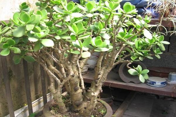 玉树掉叶子的原因及处理方法，盆土有问题或浇水量不对均会导致