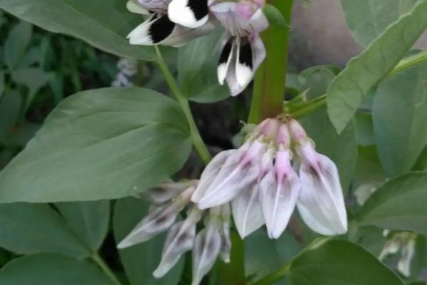 蚕豆开花期如何防治蚜虫，一般选用药剂喷杀