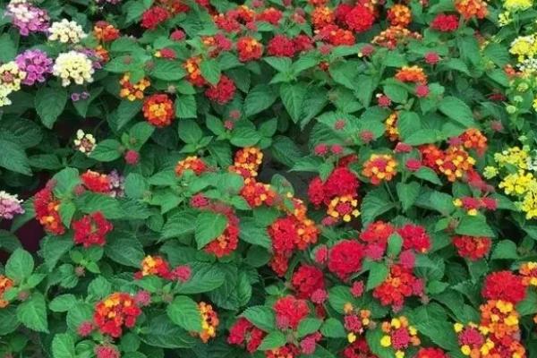 五色梅的养殖方法，保证充足的光照以及良好的通风