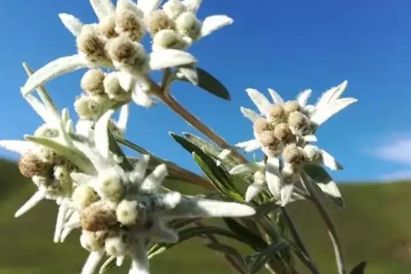 雪绒花的花语，寓意重要的回忆