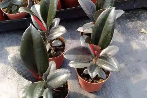 黑金刚和橡皮树的区别，属性、叶片颜色、花果等均不同