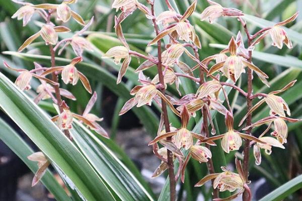 墨兰有哪五个适养品种，分别为大屯麒麟、企黑、佛手、文山奇蝶、银边墨兰