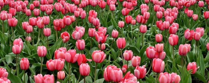 郁金香的花期，花期为3-5月份