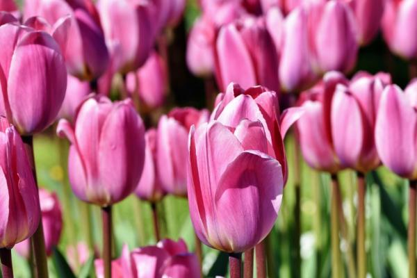 郁金香的花期，花期为3-5月份
