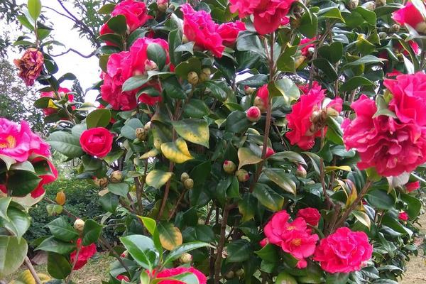 山茶花几月开花，在每年11月开花