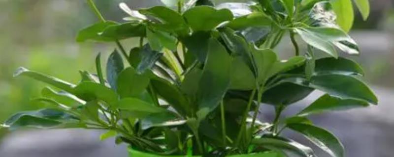 鹅掌木的养护方法，每周浇水2-3次左右