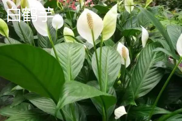 白鹤芋和马蹄莲的区别，花朵、种属和习性均不同