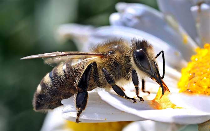 定点养蜂一人能养多少箱