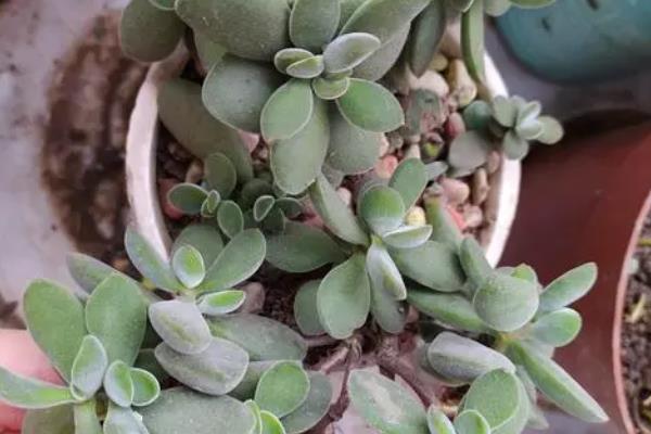 若歌诗怎么修剪，侧芽较多的话可以剪掉一部分