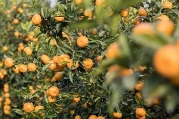 柑橘的种植要点，种植时间在3-4月