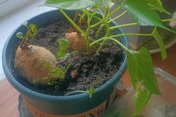 如何在花盆栽种红薯，长出红薯苗后放在通风阴凉的地方养护