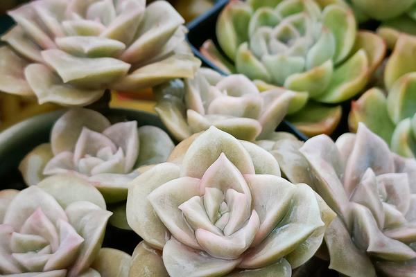 下霜多肉能放在外面吗，能放在外面可以更好的上色