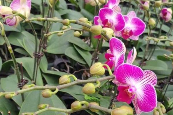 蝴蝶兰小花骨朵干瘪了的原因，可能是环境干燥或养分不足等