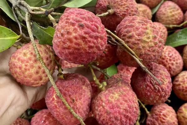 南山荔枝的品种，常见以下5种