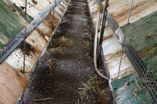 兔粪不发酵能养花吗，不发酵是不能养花的