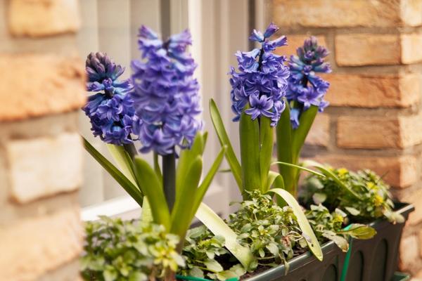 风信子的花语，不同花色的花语不同
