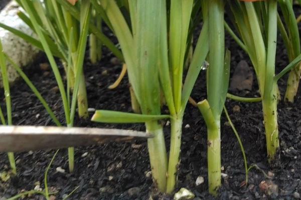 小葱是拔下来还是割下来，用割的方法采收能让其再生